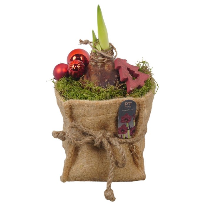 PTACH2550 Arrangement Amaryllis Christmas in jute zak, D 13