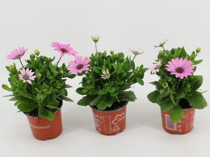 Osteo Margarita Roze, D 10,5
