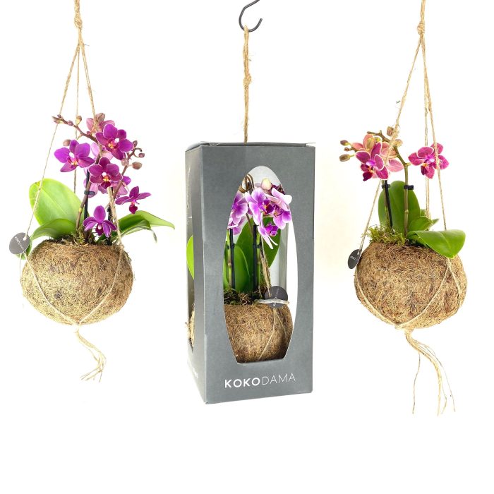 Kokodama 12 cm Gift Package Orchid 2 tak, D 12