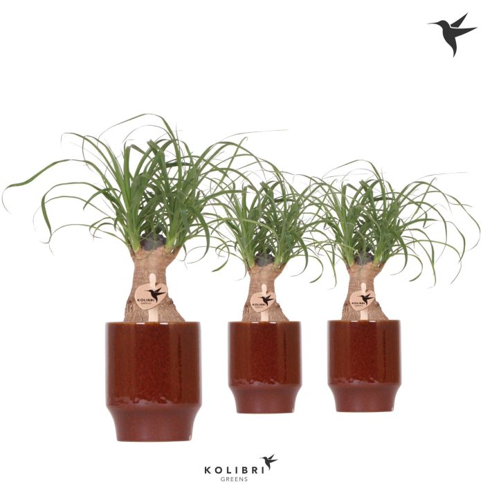 Kolibri Greens Beaucarnea in Classy pot red, D 9