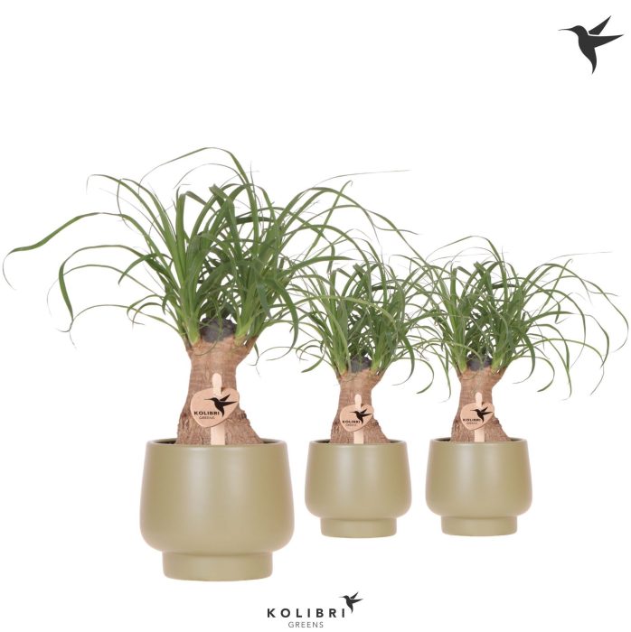 Kolibri Greens Beaucarnea in Scandic pot green, D 9