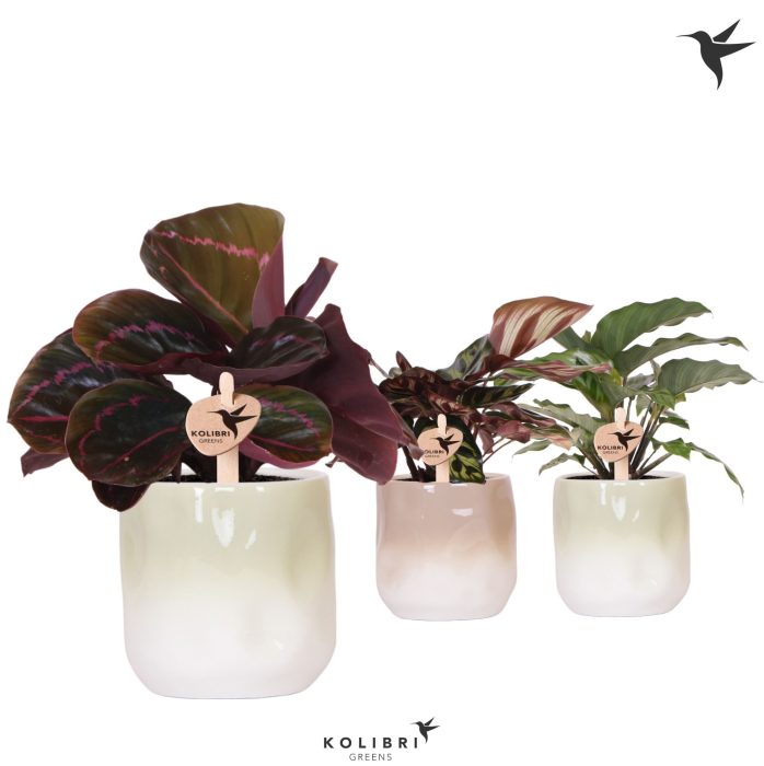 Kolibri Greens Calathea mix in Gradience pot sand mix, D 9