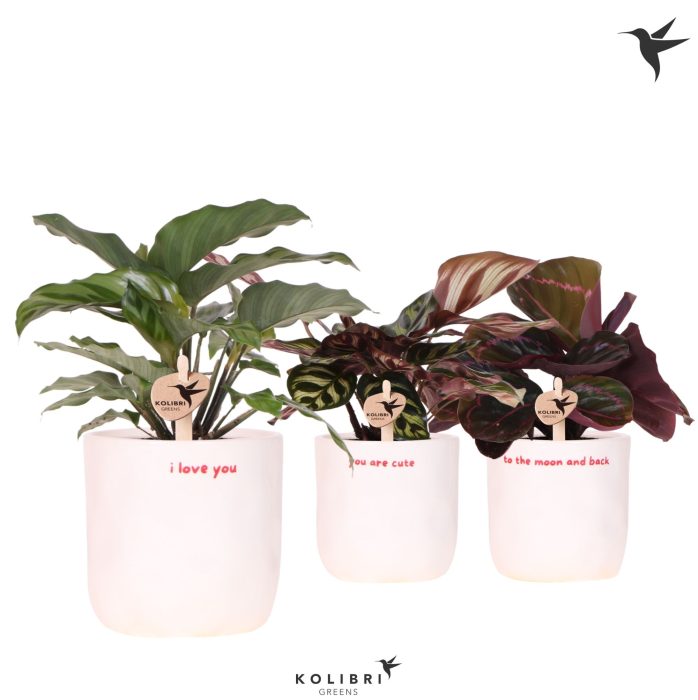Kolibri Greens Calathea mix in Love pot mix, D 9