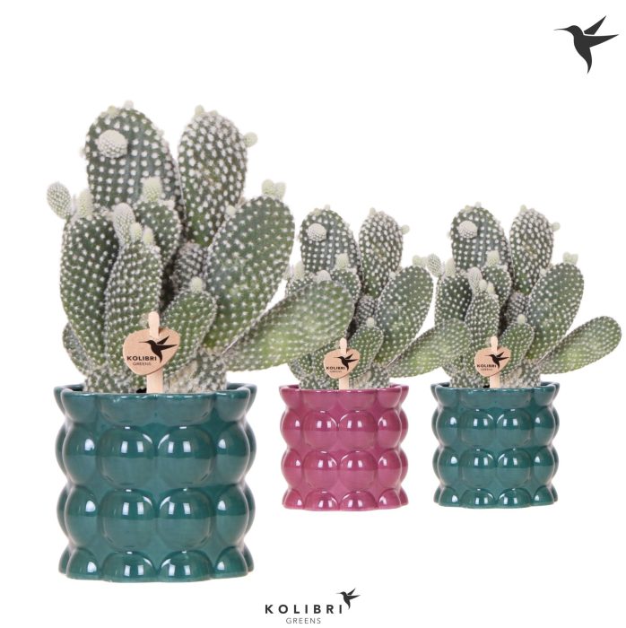 Kolibri Greens Opuntia white in Cotton pot green mix, D 9