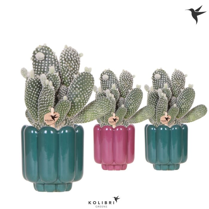 Kolibri Greens Opuntia white in Retro pot green mix, D 9