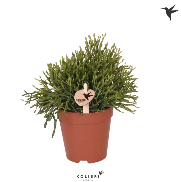 Kolibri Greens Rhipsalis Baccifera, D 9