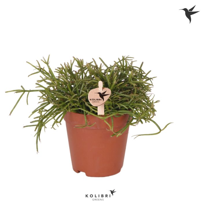 Kolibri Greens Rhipsalis Cassutha Oasis, D 9