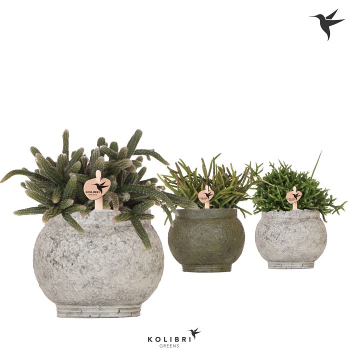 Kolibri Greens Rhipsalis mix in Ancient pot green mix, D 9