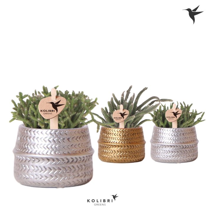 Kolibri Greens Rhipsalis mix in Groove pot mix, D 6