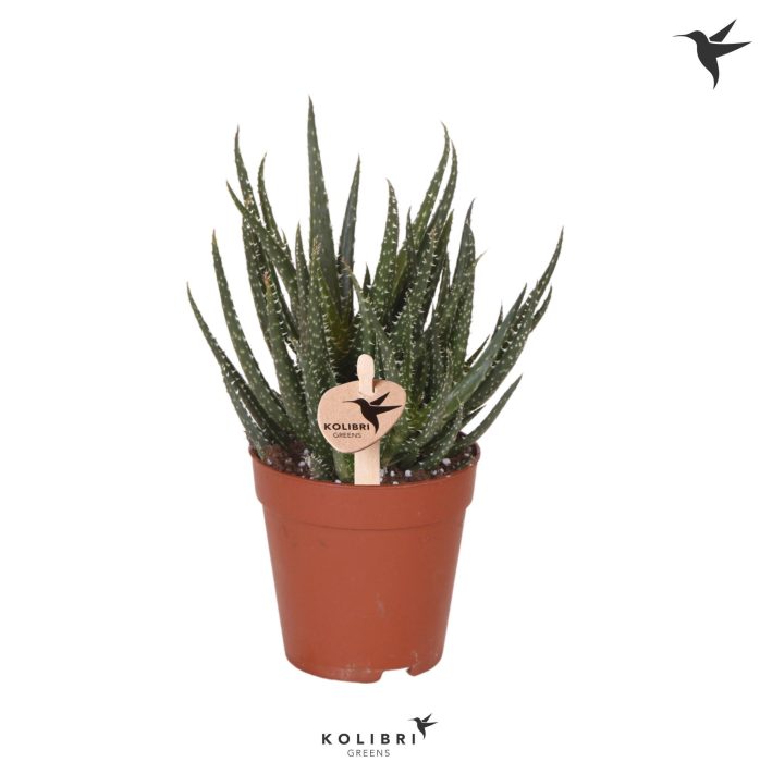 Kolibri Greens Succulenten Aloë Delaine, D 9