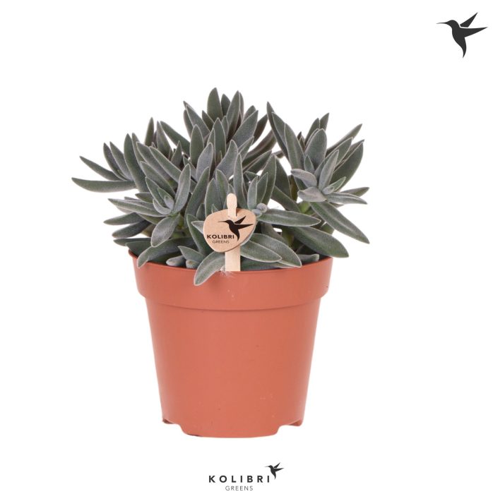 Kolibri Greens Succulenten Crassula Tarantula, D 12