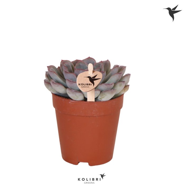 Kolibri Greens Succulenten Echeveria Mystery, D 9