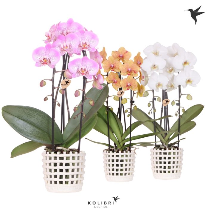 Kolibri Orchids CPhalaenopsis Cascade Niagara Fall mix 2 spike in Mesh pot white, D 12
