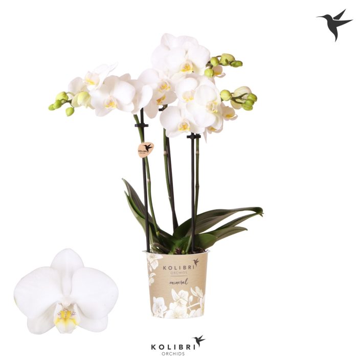 Kolibri Orchids Phalaenopsis Alaska 3 spike, D 9