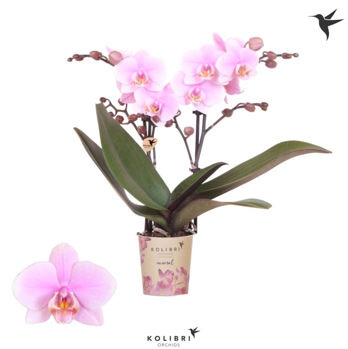 Kolibri Orchids Phalaenopsis Argentina 2 spike, D 9