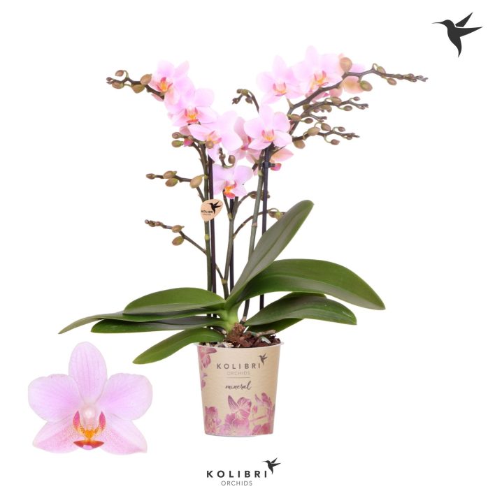 Kolibri Orchids Phalaenopsis Armenia 3 spike, D 9
