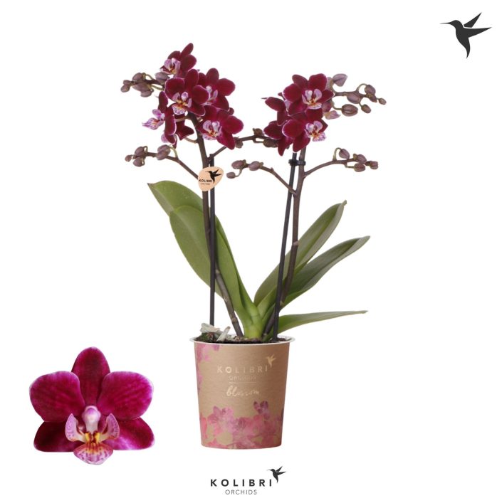 Kolibri Orchids Phalaenopsis Blossom Bonaire 2 spike, D 9