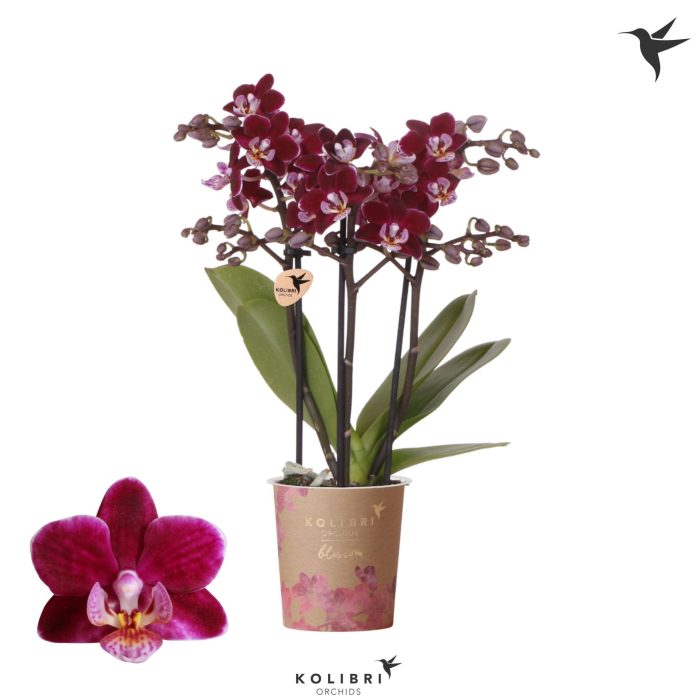 Kolibri Orchids Phalaenopsis Blossom Bonaire 3 spike, D 9