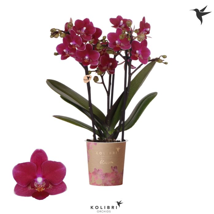 Kolibri Orchids Phalaenopsis Blossom Chamonix 3 spike, D 9