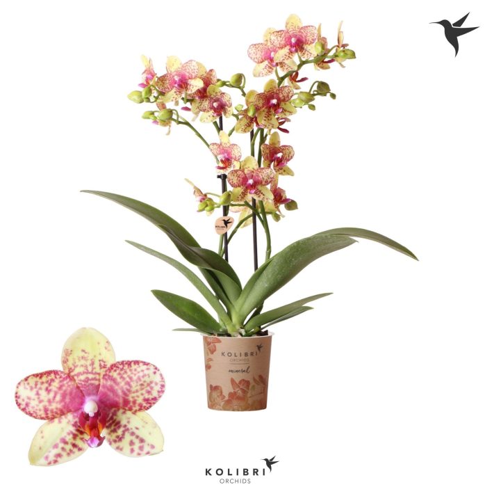 Kolibri Orchids Phalaenopsis Blossom Grosetto 2 spike, D 12
