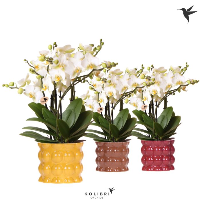 Kolibri Orchids Phalaenopsis Blossom Lausanne 6 spike in Cotton pot yellow mix, D 12