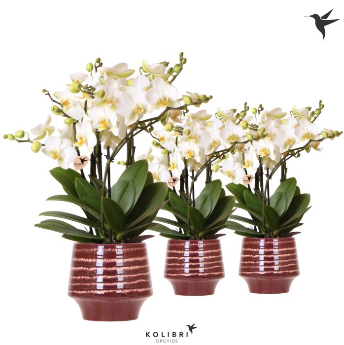 Kolibri Orchids Phalaenopsis Blossom Lausanne 6 spike in Moonstone pot red, D 12