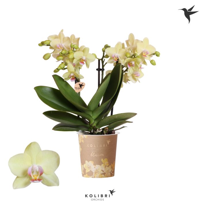 Kolibri Orchids Phalaenopsis Blossom Paraguay 3 spike, D 9
