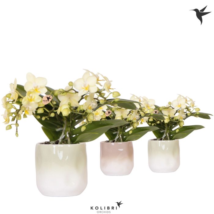 Kolibri Orchids Phalaenopsis Botanic yellow 4 spike in Gradience pot sand mix, D 9