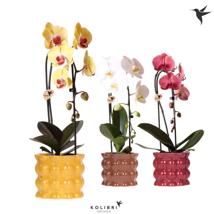 Kolibri Orchids Phalaenopsis Cascade Niagara Fall mix 1 spike in Cotton pot yellow mix, D 12