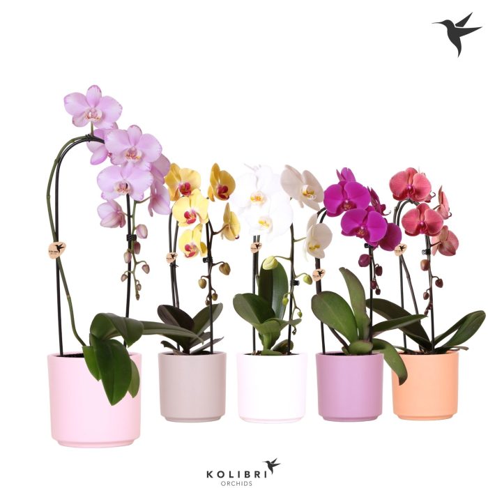 Kolibri Orchids Phalaenopsis Cascade Niagara Fall mix 1 spike in Simplicity pot mix, D 12
