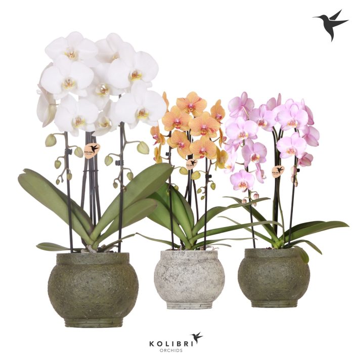 Kolibri Orchids Phalaenopsis Cascade Niagara Fall mix 2 spike in Ancient pot green mix, D 12