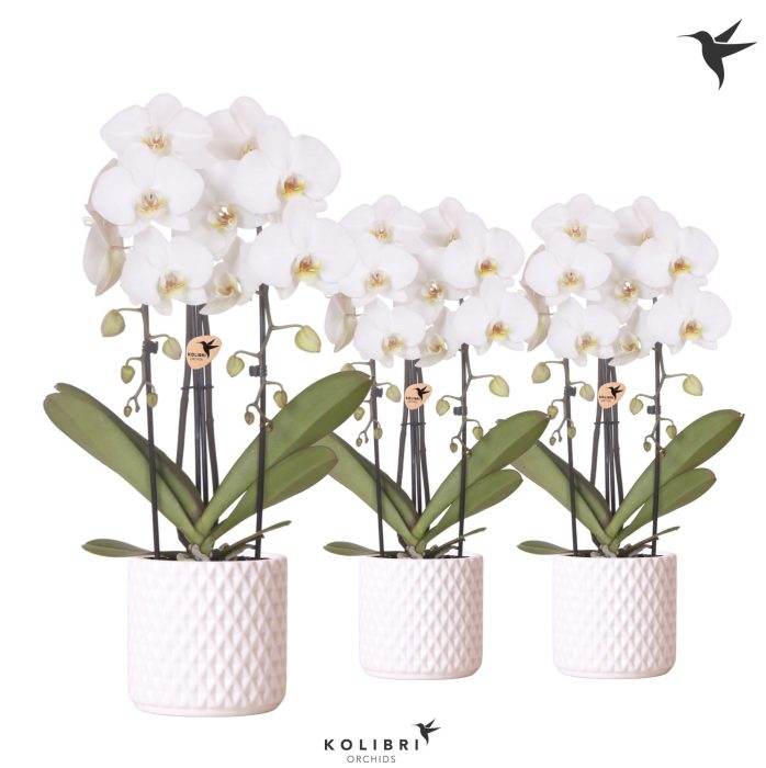 Kolibri Orchids Phalaenopsis Cascade Niagara Fall white 2 spike in Diamond pot white, D 12