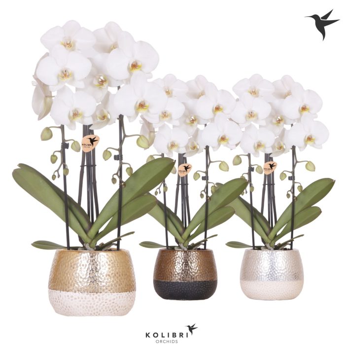 Kolibri Orchids Phalaenopsis Cascade Niagara Fall white 2 spike in Elite pot mix, D 12