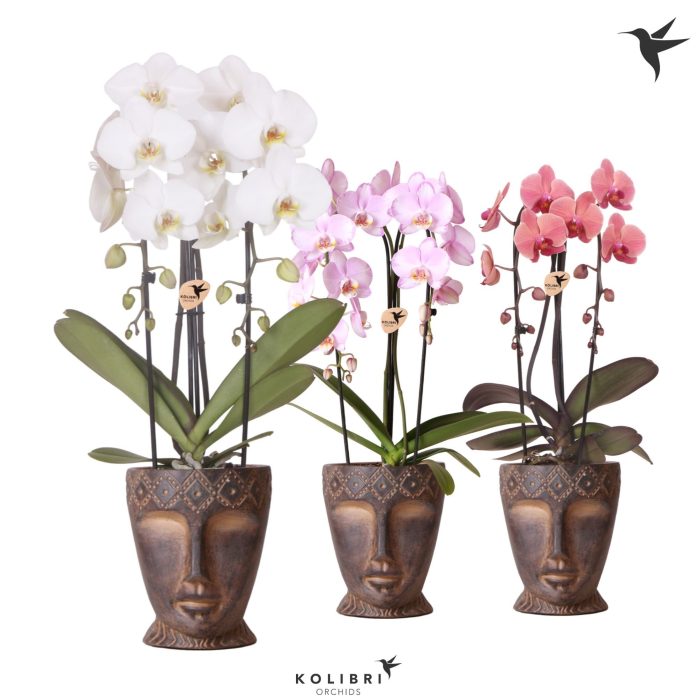 Kolibri Orchids Phalaenopsis Cascade Niagara Fallmix 2 spike in Totem Mask pot, D 12