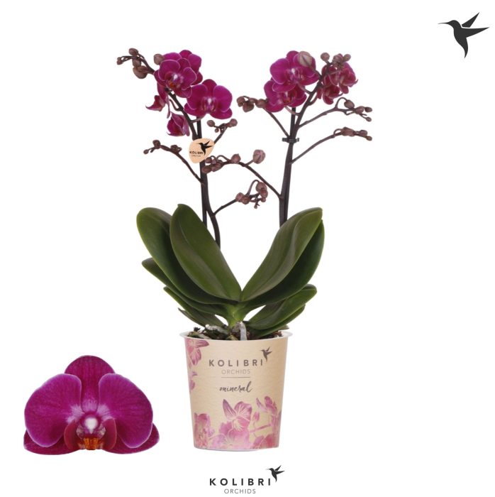 Kolibri Orchids Phalaenopsis Champeche 2 spike, D 9