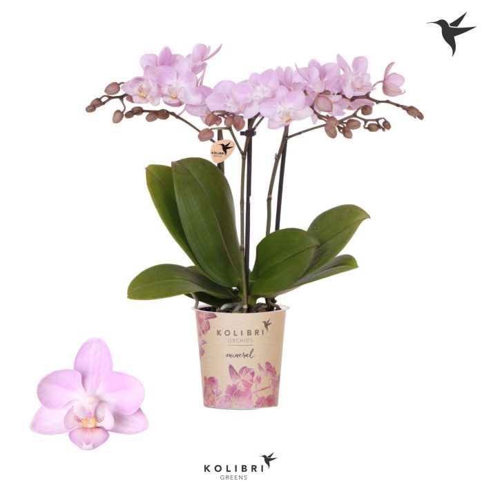 Kolibri Orchids Phalaenopsis Chili 3 spike, D 9