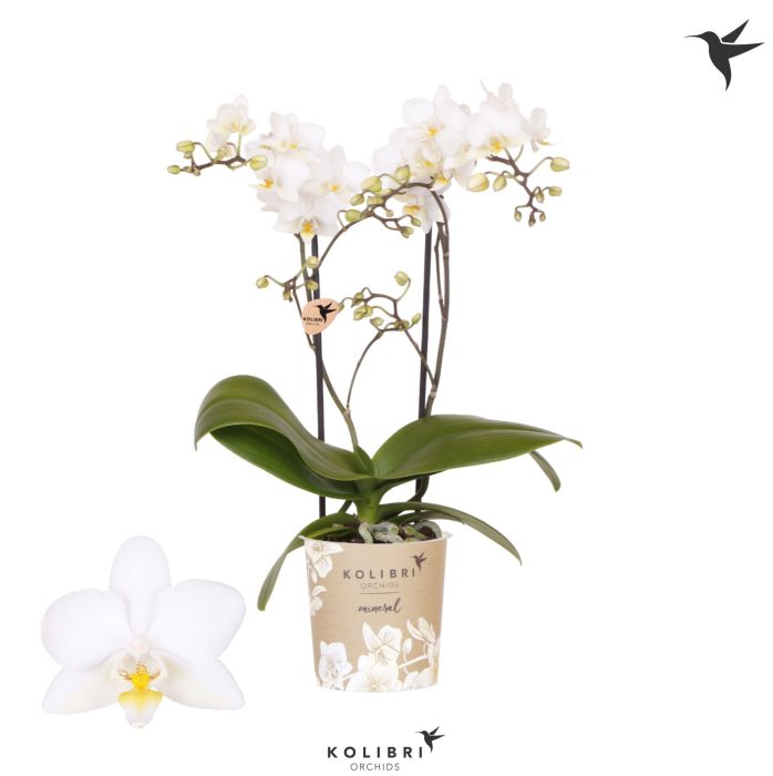 Kolibri Orchids Phalaenopsis Cuba 2 spike, D 9