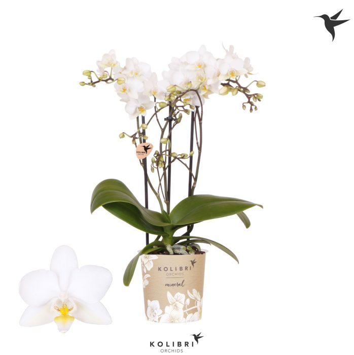 Kolibri Orchids Phalaenopsis Cuba 3 spike, D 9