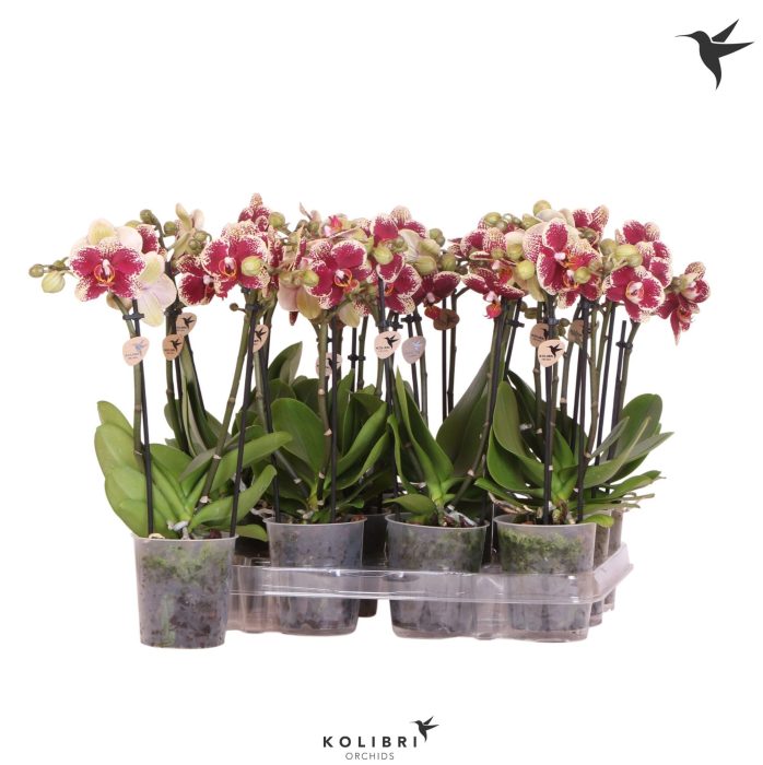 Kolibri Orchids Phalaenopsis Diamond 2 spike, D 9