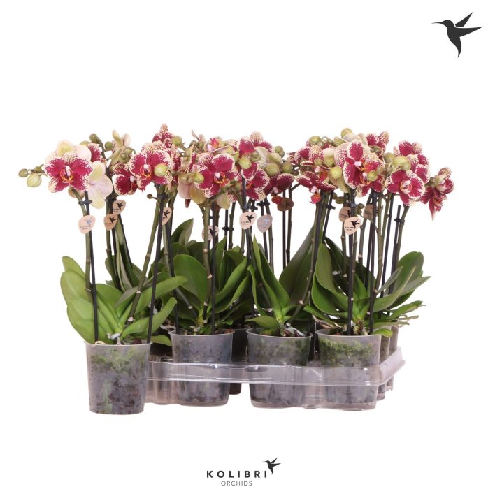 Kolibri Orchids Phalaenopsis Diamond 2 spike no label, D 9