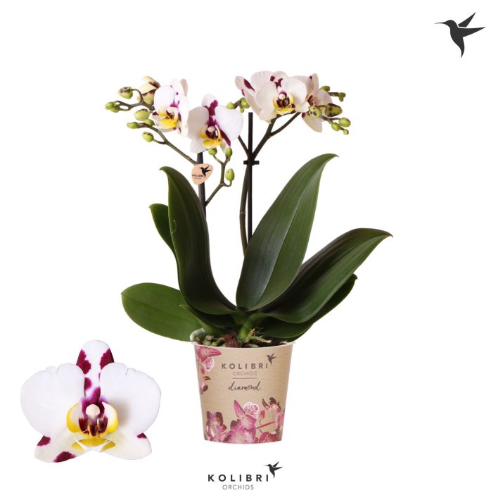 Kolibri Orchids Phalaenopsis Diamond Sint Maarten 2 spike, D 9