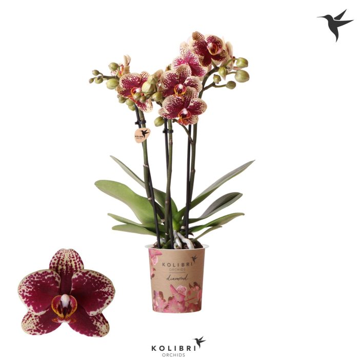 Kolibri Orchids Phalaenopsis Diamond Spain 3 spike, D 9