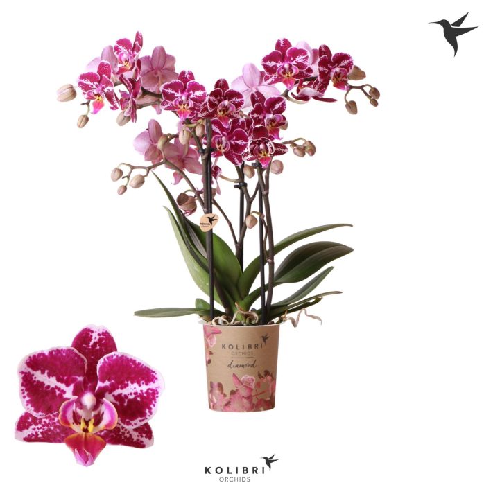Kolibri Orchids Phalaenopsis Diamond Thailand 3 spike, D 9