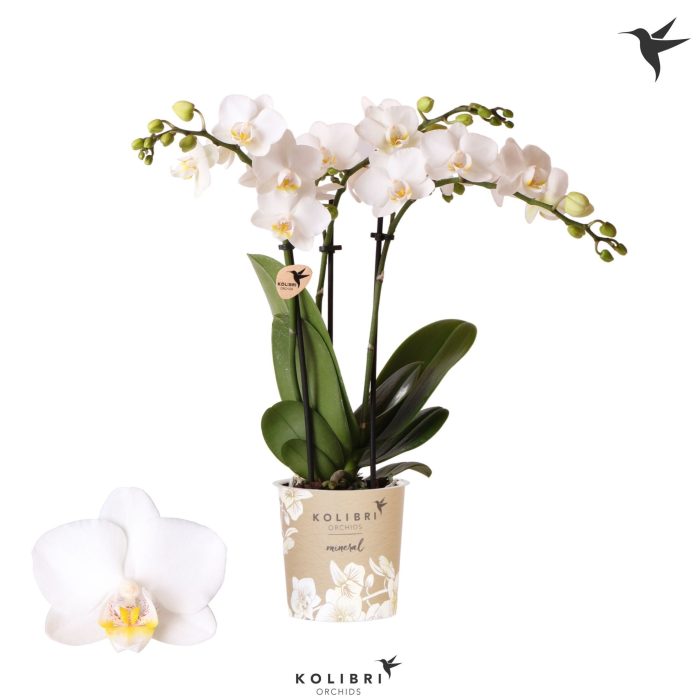 Kolibri Orchids Phalaenopsis FInland 3 spike, D 9