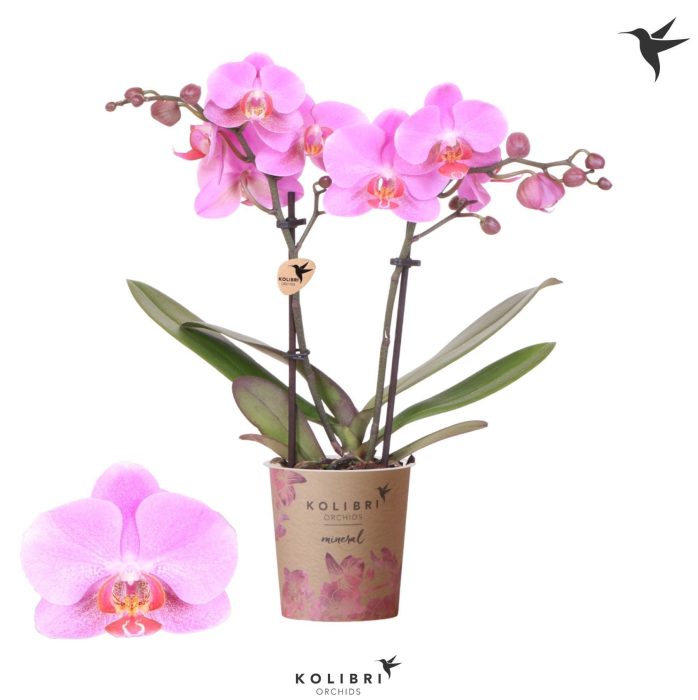 Kolibri Orchids Phalaenopsis Frederikstad 2 spike, D 9