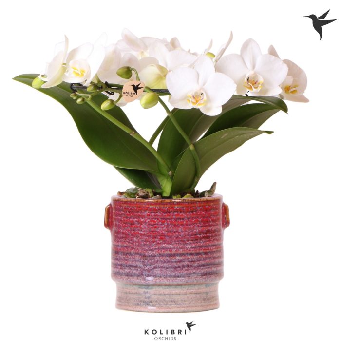 Kolibri Orchids Phalaenopsis Halo white in Aura pot, D 9