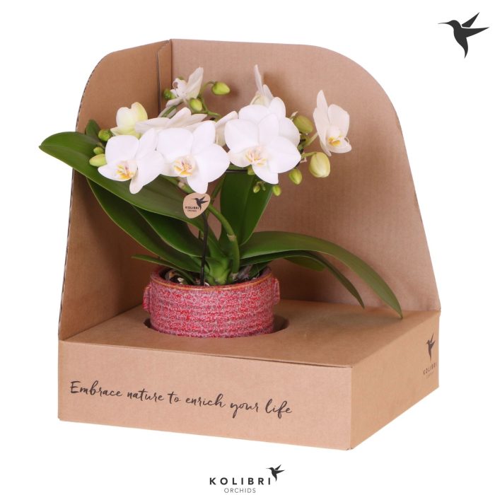 Kolibri Orchids Phalaenopsis Halo white in Aura pot in showbox, D 9
