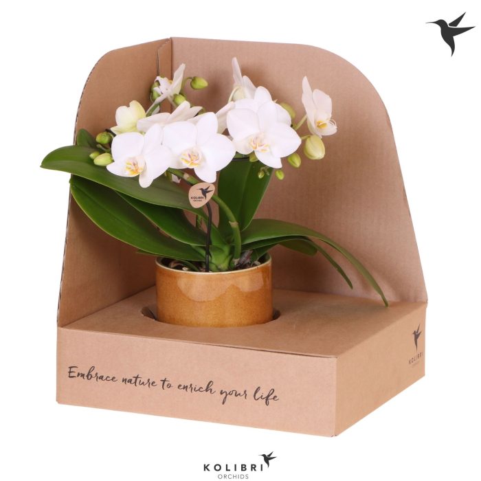Kolibri Orchids Phalaenopsis Halo white in Bold cognac pot in showbox, D 9