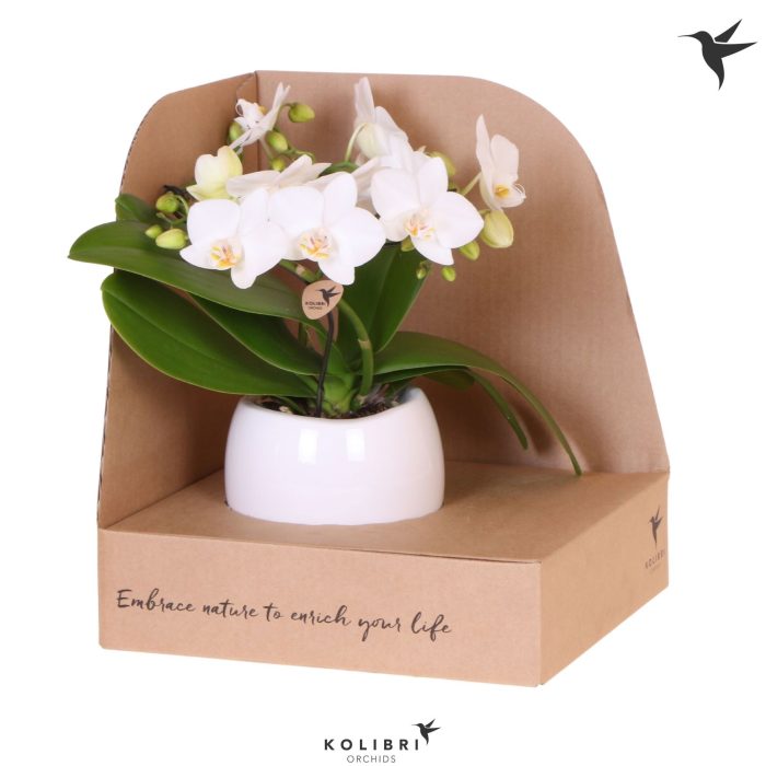 Kolibri Orchids Phalaenopsis Halo white in Bowl pot in showbox, D 9