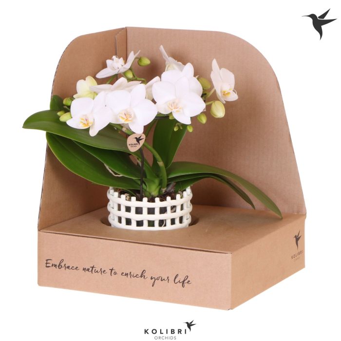 Kolibri Orchids Phalaenopsis Halo white in Mesh pot white in showbox, D 9
